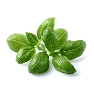 Basil