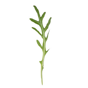 Salatrauke