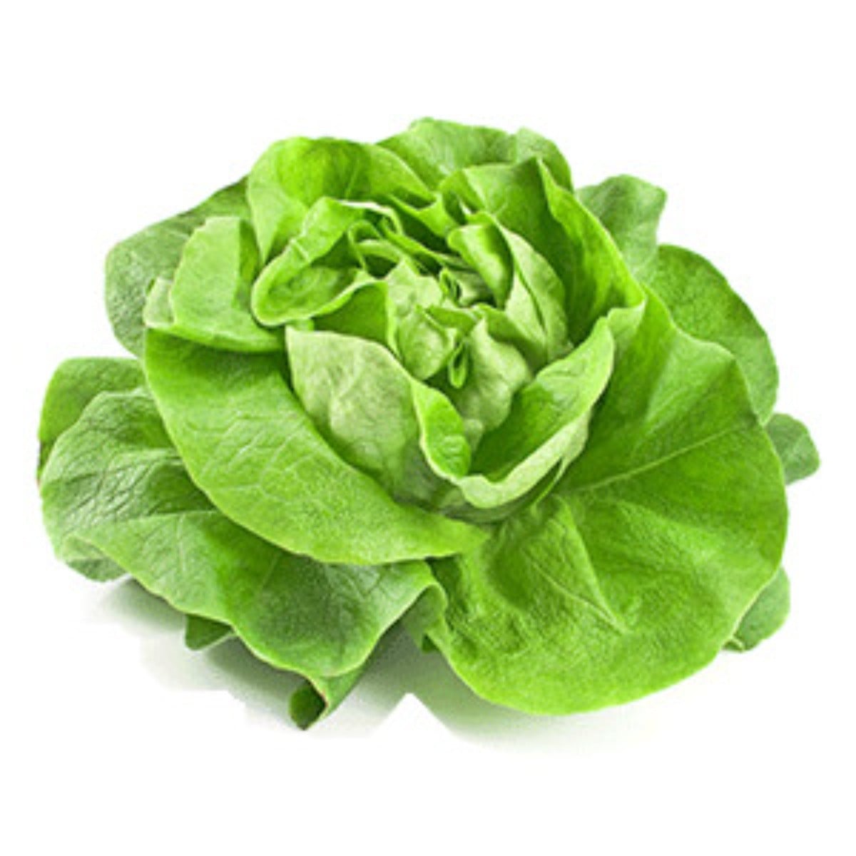 Lettuce (Lettuce)