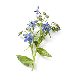 Borage