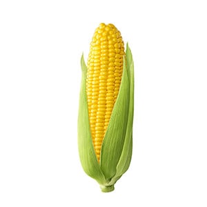 Corn / Maize