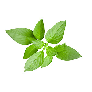 Italian Star