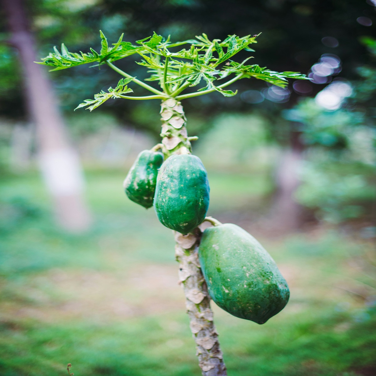 Papaya