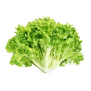 Lettuce (Endive / Escarole / Erisée)