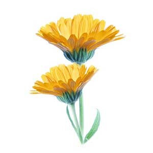 Common marigold