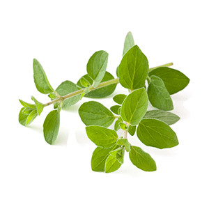 Oregano