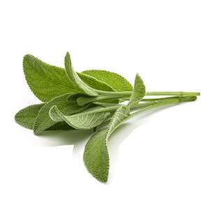 Salbei