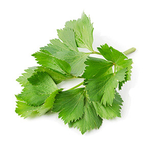 Liebstöckel